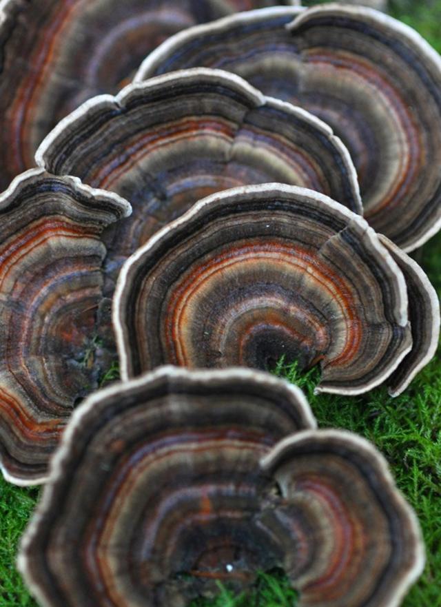 The abundant mushrooms of California's northern forests California Sun